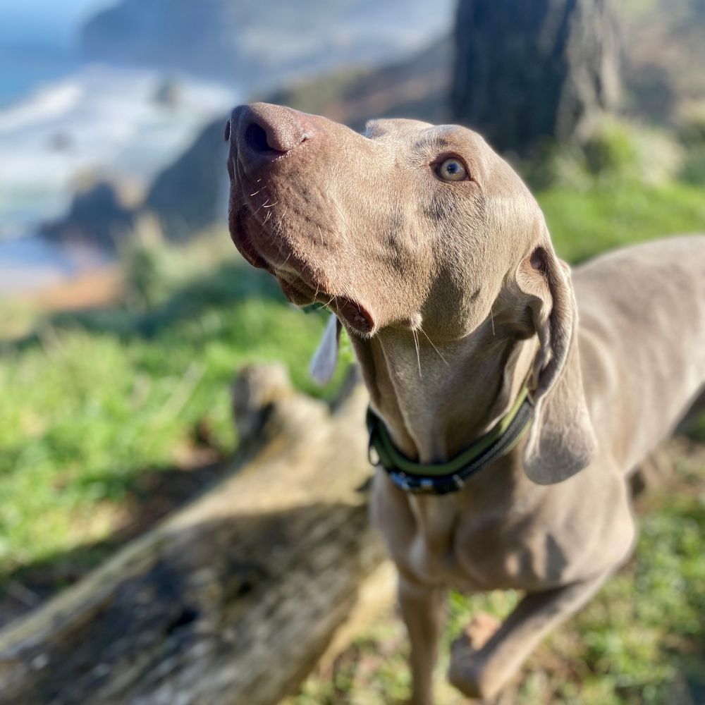 Collar Personalizado Reflectante y Acolchado