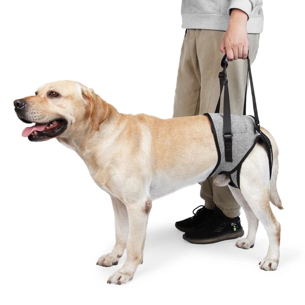 Arnés de Soporte para Perros