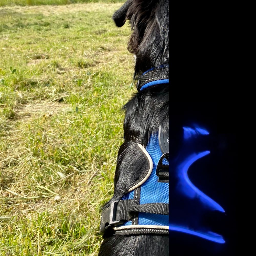 Arnés LED para Perros
